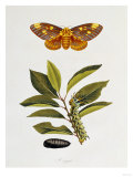The Natural History of the Rarer Lepidopterous Insects of Georgia 1794