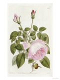Buy Illustration from the Botanical Register, 1799-1865 at AllPosters.com