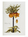 Buy Corona Imperialis at AllPosters.com