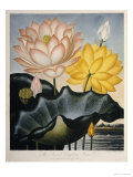 Buy The Sexual System of Carolus Von Linnaeus, and the Temple of Flora, or Garden of Nature, 1807 at AllPosters.com