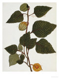 Buy Pharmacopoeus Insuleinsis, 1789 at AllPosters.com