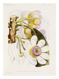 Buy Hand-Coloured Lithograph from "Fauna, Flora and Archaeology of Central America" at AllPosters.com