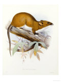 Buy Hand-Coloured Lithograph from "Fauna, Flora and Archaeology of Central America" at AllPosters.com