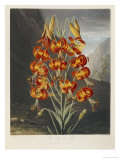 Buy The Superb Lily at AllPosters.com