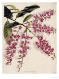 Buy The Botanical Cabinet, Consisting of Coloured Delineations of Plants from All Countries at AllPosters.com