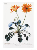 Buy Plantae Selectae at AllPosters.com