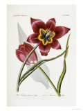Buy Iconaes Florae Germanicae et Helveticae at AllPosters.com