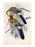 Buy Eastern Rosella (Platycercus Eximius), First Edition, 1840-1869 at AllPosters.com