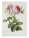 Buy Rose at AllPosters.com