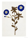 Buy Pharmacopoeus Insuleinsis, 1789 at AllPosters.com