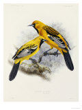 Buy Hand-Coloured Lithograph from "Fauna, Flora and Archaeology of Central America" at AllPosters.com