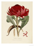 Buy A Specimen of the Botany of New Holland at AllPosters.com