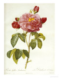 Buy Les Duchess d'Orleans Rose at AllPosters.com