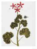 Buy Pharmacopoeus Insuleinsis, 1789 at AllPosters.com