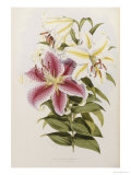 Buy A Monograph of the Genus Lilium, Late 19th Century at AllPosters.com