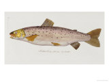 Buy Hand Colored Enraving of a Salmon, 1785-1794 at AllPosters.com