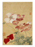 Poppies