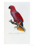Histoire Naturelle Des Perroquets, circa 1801-1805