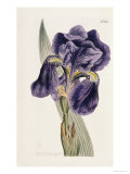 Buy Iris at AllPosters.com