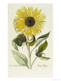 Buy Hand Coloured Engraving of a Sunflower at AllPosters.com
