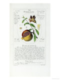 Buy Herbal or Medicinal Plants on the List of the College of Physicians at AllPosters.com
