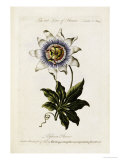 Buy Flower Painting Made Easy, Being a Collection of Correct Outlines After Nature at AllPosters.com