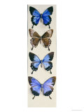Four Butterflies Representing Both Sexes of Papilo Ulysses