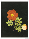 Buy Cut Out Watercolour of a Flower, circa 1783 at AllPosters.com