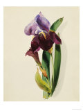 Buy A Flag Iris at AllPosters.com