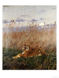 Buy Tiger in the Rushes at AllPosters.com