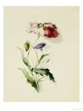 Buy A Scarlet Poppy and a Cornflower at AllPosters.com