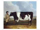 Buy A Prize Friesian Bull with a Cowherd in a Landscape at AllPosters.com