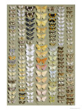 One Hundred and Fifty-eight Medium and Small-sized Moths in Seven Columns