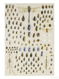One Hundred and Fifty Insects, Dominated at the Top by a Large Dragonfly