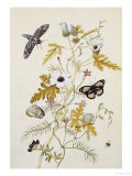 Buy Scabious and a Cupid Flower at AllPosters.com