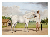 Buy A Small White Stallion Standing with a Groom Holding a Chauri at AllPosters.com
