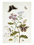 Buy Convolvulus and Chrysanthemum at AllPosters.com