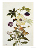 Buy Milkweed, Poppy and Hibiscus with Butterflies and a Beetle at AllPosters.com