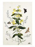 Buy Yellow Loosestrife and Other Wild Flowers at AllPosters.com