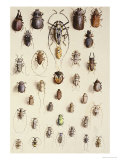 Thirty-Four Insects, Laid Out in a Semi-Circular Array Mostly of the Order Coleoptera (Beetle)