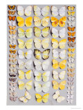 Sixty-Seven Lepidoptera, in Five Columns, Mostly Butterflies