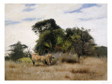 Gemsbok Oryx, 1891