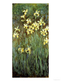 Buy Yellow Irises at AllPosters.com