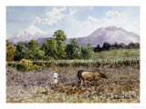 Buy A Farmer Plowing, 1913 at AllPosters.com