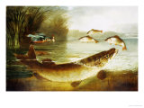 A Kingfisher and a Pike Capturing Perch