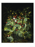 Buy Wild Strawberries at AllPosters.com