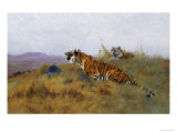 Buy Tigers Stalking Their Prey at AllPosters.com