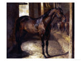 Anglo-Arabian Stallion in the Imperial Stables at Versailles