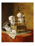 Caged Kittens