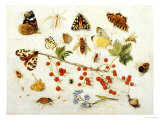 Buy Butterflies, Moths and Other Insects with a Snail and a Sprig of Redcurrants, 1680 at AllPosters.com